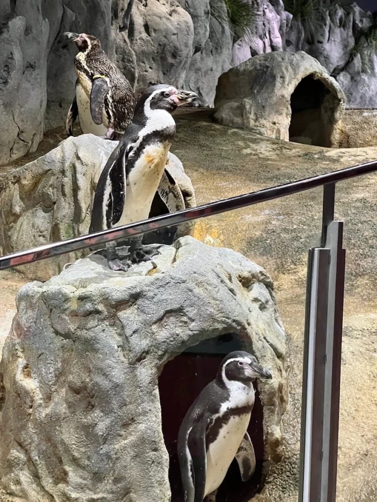 DMM Kariyushi 水族館企鵝