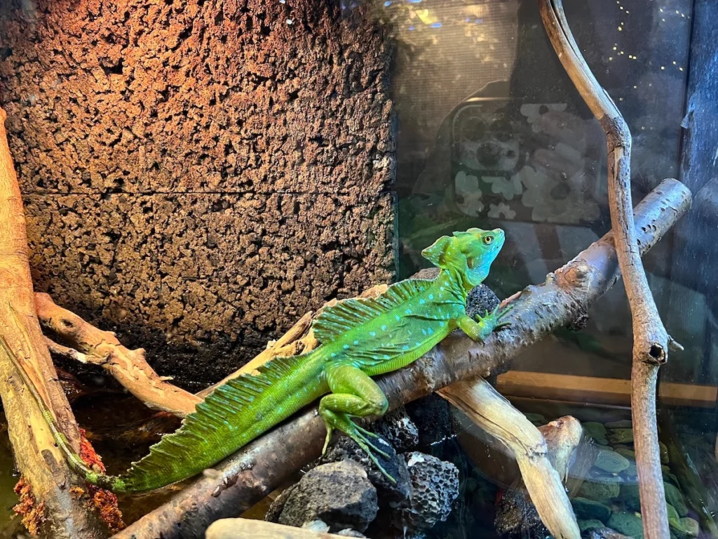 DMM Kariyushi 水族館爬蟲類