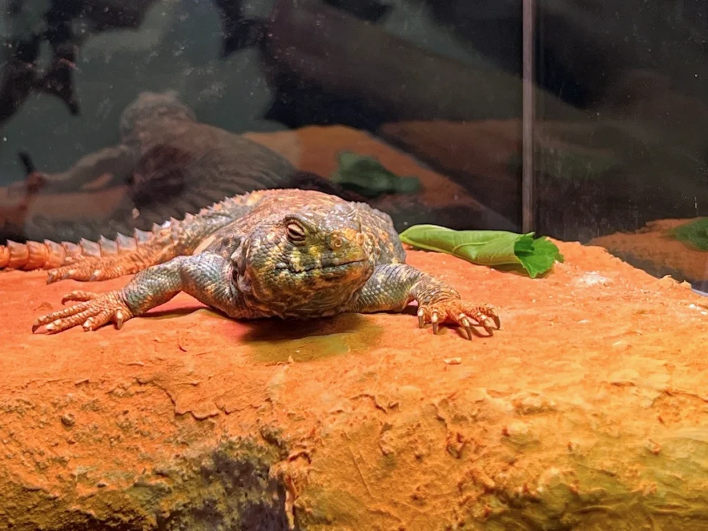 DMM Kariyushi 水族館爬蟲類／兩棲類