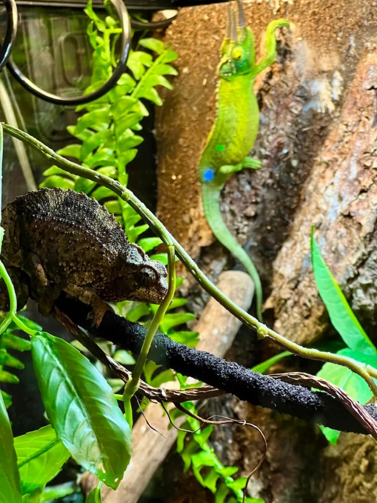 DMM Kariyushi 水族館變色龍