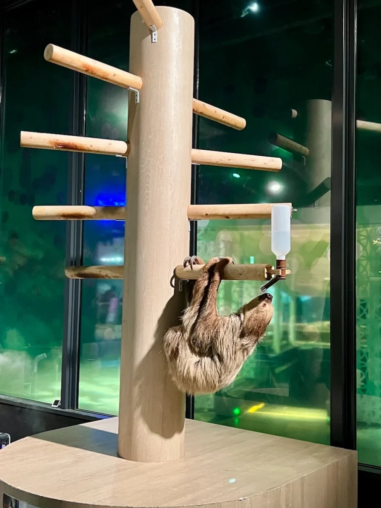 DMM Kariyushi 水族館樹懶