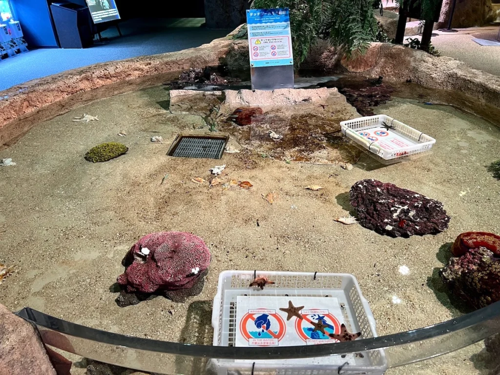 DMM Kariyushi 水族館觸控區 海星