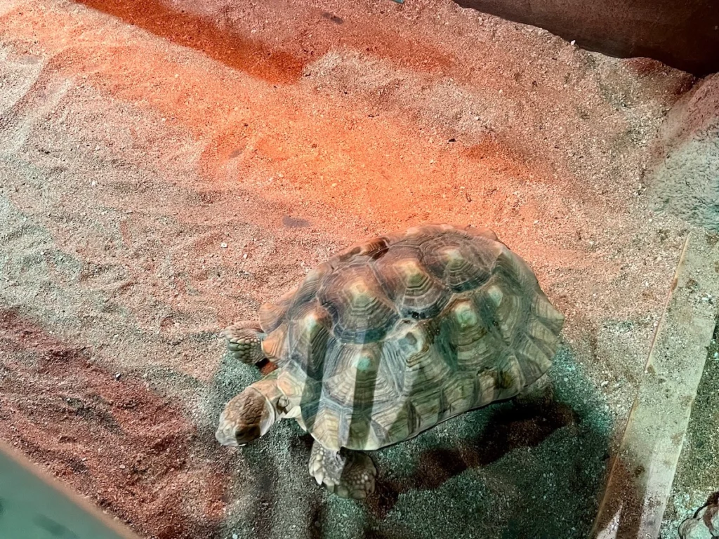 DMM Kariyushi 水族館陸龜