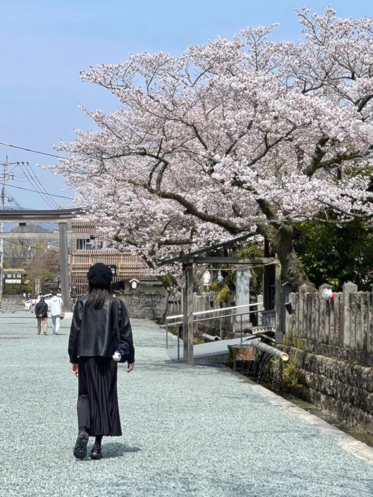 阿蘇神社櫻花