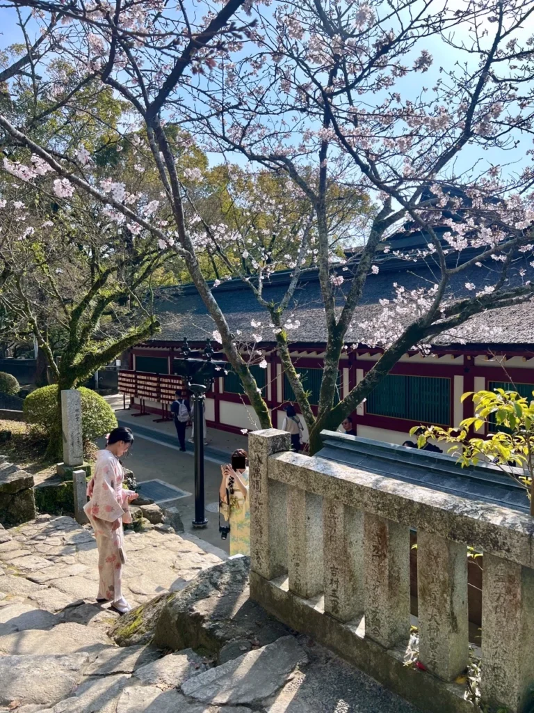太宰府天滿宮賞櫻