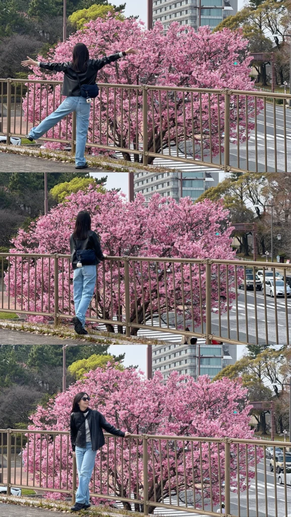 小倉勝山公園櫻花