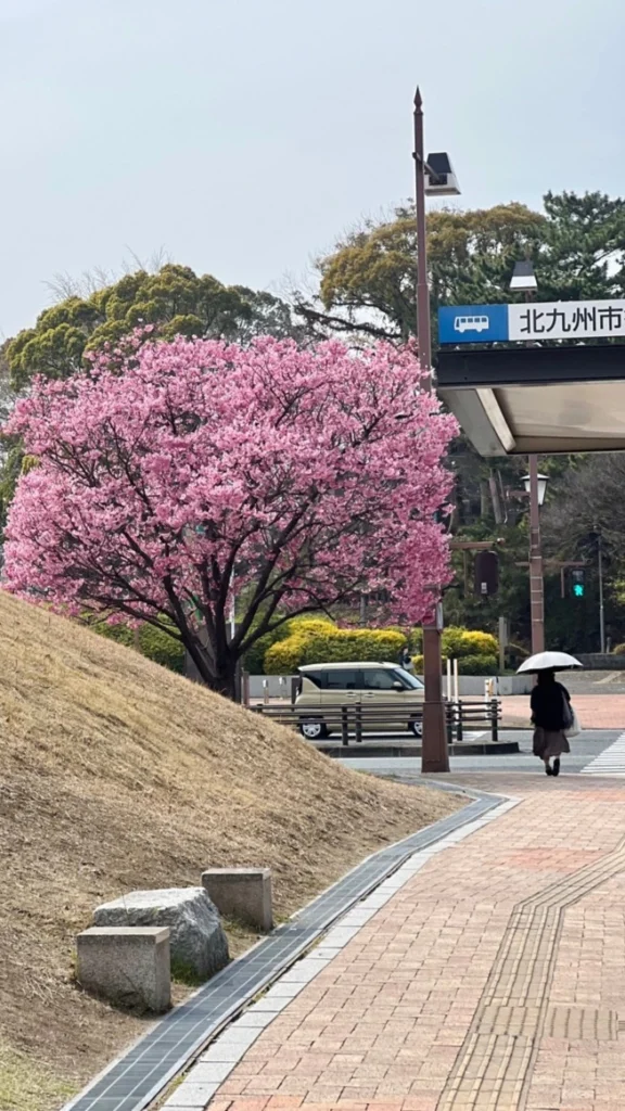 小倉勝山公園櫻花