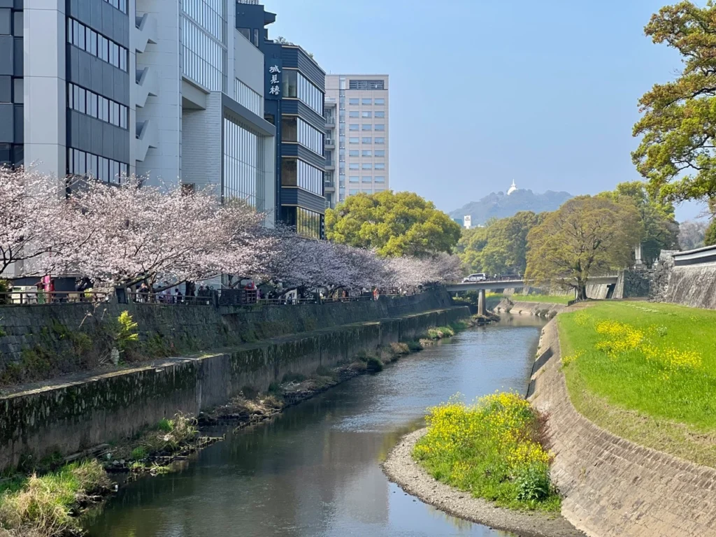 熊本櫻花街景