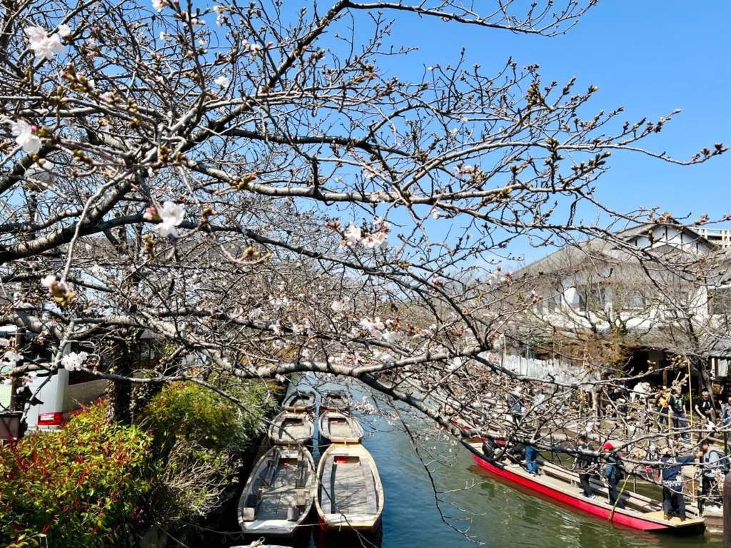 柳川賞櫻遊船