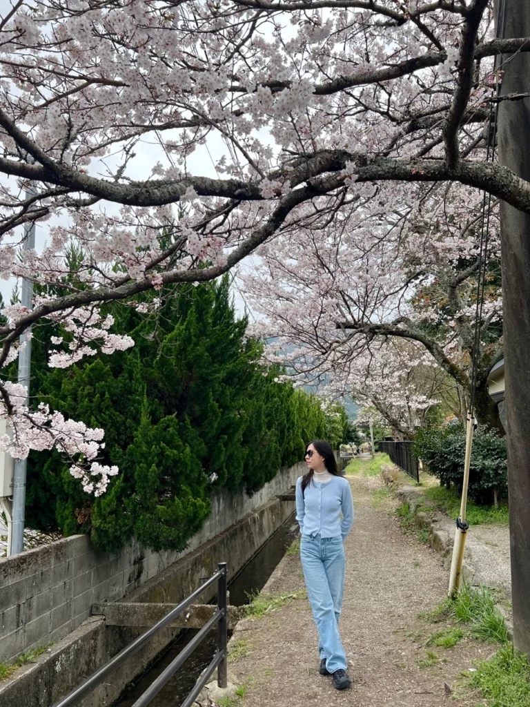 由布院櫻花