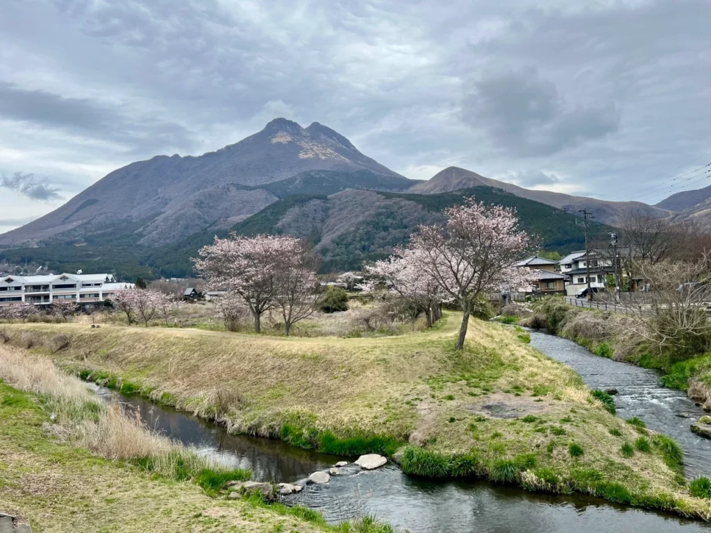 大分川岸櫻花並木