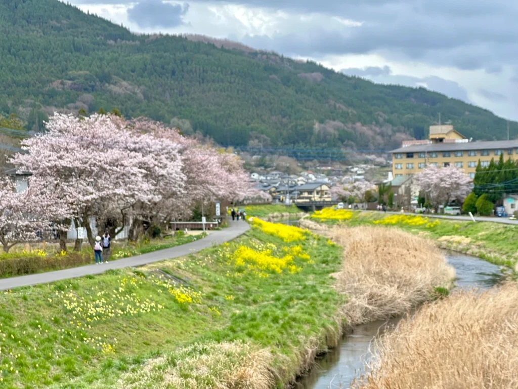 大分川岸櫻花並木